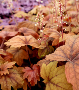 Heucherella Sweet Tea