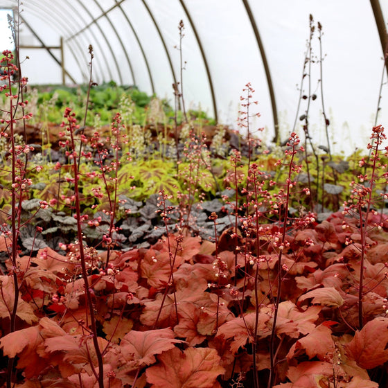 close up of heuchera blooms