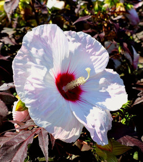 Hibiscus Head over Heels Blush