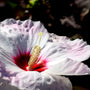 flowers the size of your head on hardy hibiscus plant