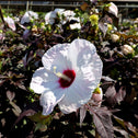 late blooming summer perennial hibiscus