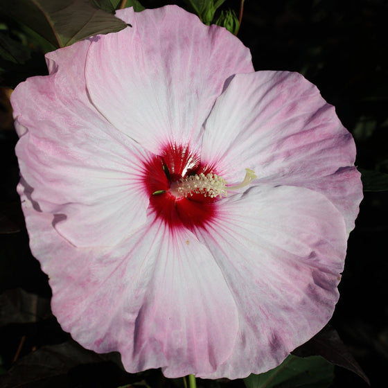 stunning dinner plate sized hibiscus