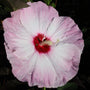 stunning dinner plate sized hibiscus