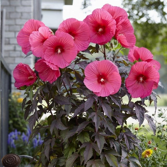 Hibiscus Head over Heels Passion Plants