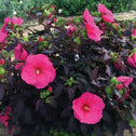 Hibiscus Head over Heels Passion Perennial