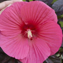 Close up of Hibiscus Head over Heels Passion Plant