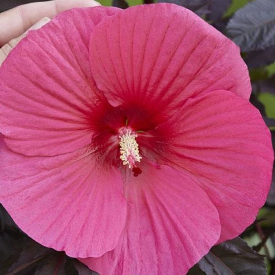 Close up of Hibiscus Head over Heels Passion Plant