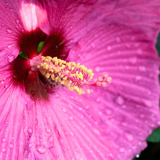 close up of hardy hibiscus bloom