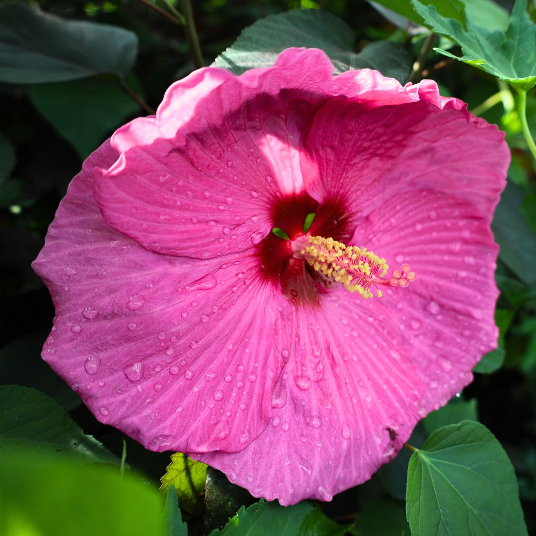 Buy Hibiscus Head over Heels Passion Online | Garden Goods Direct