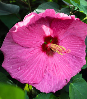 Hibiscus Head over Heels Passion