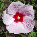 Dinner-plate sized flowers of Hibiscus Kopper King