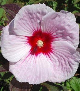 Hibiscus Kopper King