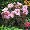Huge flowers of Kopper King Hibiscus highlighted by the dark leaves