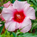 Close up of Hibiscus Lady Baltimore