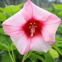 lady baltimore hardy hibiscus