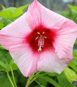Hibiscus Lady Baltimore