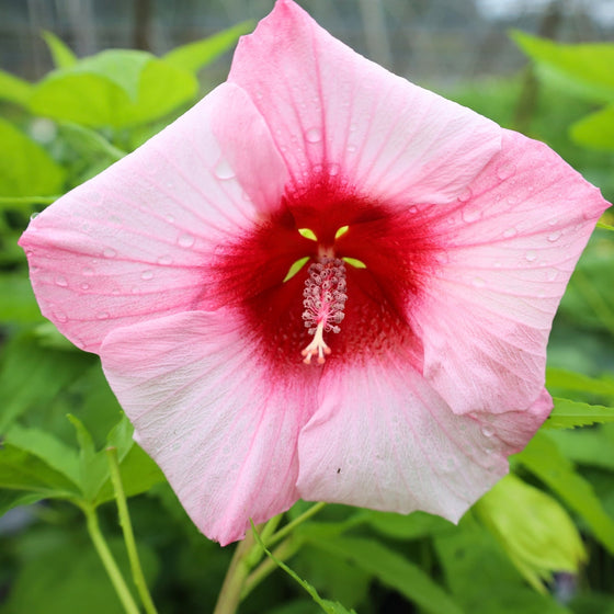 lady baltimore hardy hibiscus