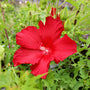 vibrant red tropical blooms on hardy hibiscus plant