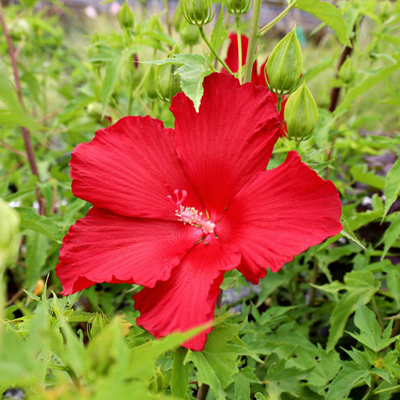 vibrant red tropical blooms on hardy hibiscus plant