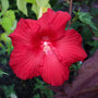vibrant red lord baltimore hibiscus