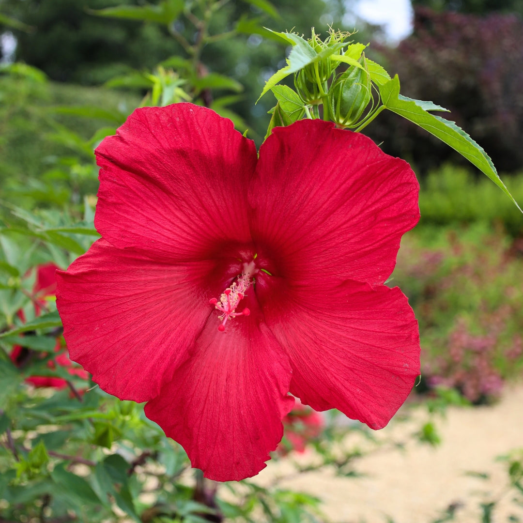 Buy Hibiscus Lord Baltimore Online Garden Goods Direct