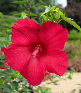 Hibiscus Lord Baltimore