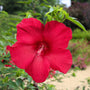 Red Hibiscus Lord Baltimore Bloom