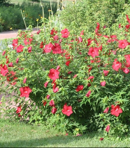 Lord Baltimore Hibiscus