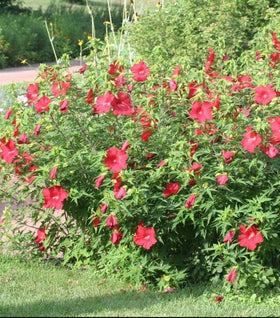Lord Baltimore Hibiscus