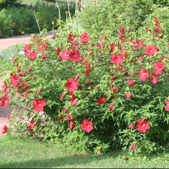 Red Hibiscus lord baltimore