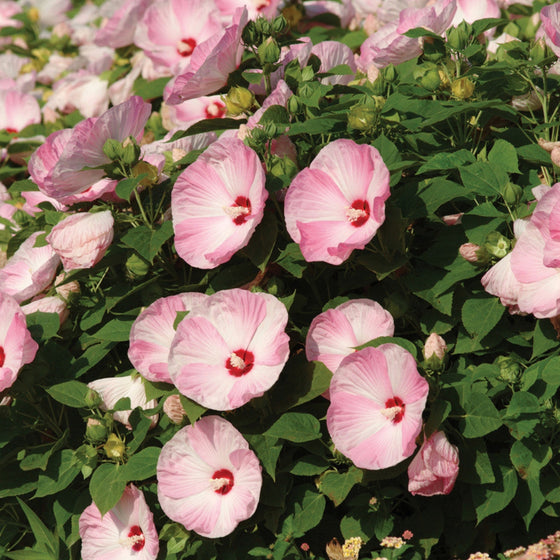 mass of luna pink swirl hardy hibiscus