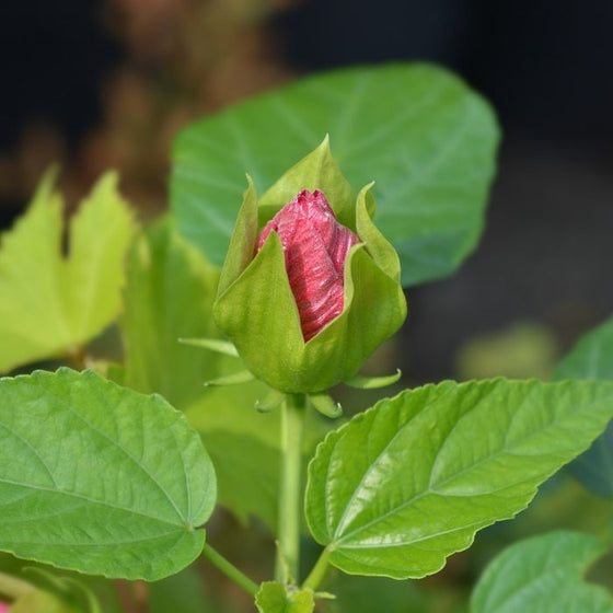 luna red hibiscus in a patio container pot