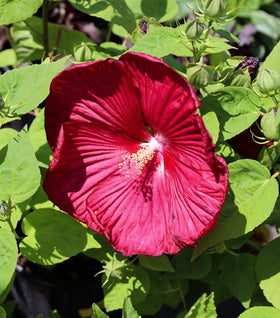Hibiscus Luna Red