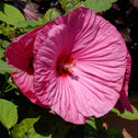 Hibiscus Luna Rose
