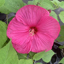 the hard hibiscus luna rose perennial sold online has a deep pink flower