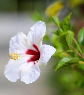 Hibiscus Luna White