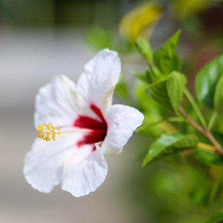 hibiscus-luna-white-