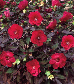 Midnight Marvel Hibiscus