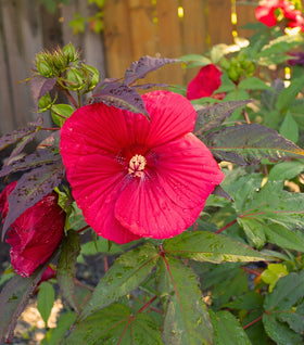 Hibiscus Midnight Marvel