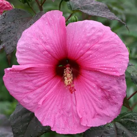 Native Hibiscus moscheutos hardy hibiscus showing bold flowers and upright green perennial foliage
