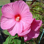 Hibiscus moscheutos rose mallow plant blooming with oversized tropical-looking flowers in a sunny garden