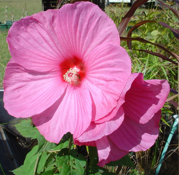 Hibiscus moscheutos rose mallow plant blooming with oversized tropical-looking flowers in a sunny garden