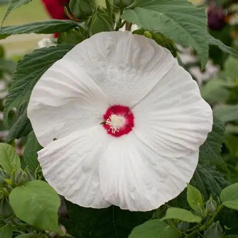 Hibiscus moscheutos native hardy hibiscus with large summer flowers and green foliage