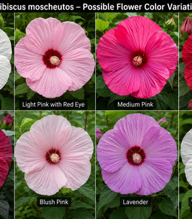 Hibiscus moscheutos