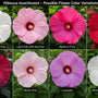 Hibiscus moscheutos flower color variations showing white, pink, red, burgundy, lavender, and bicolor native hardy hibiscus blooms