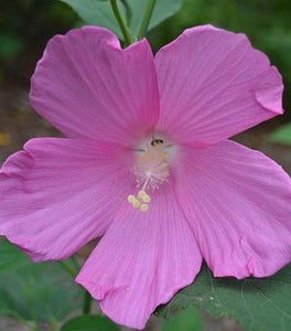 Hibiscus moscheutos