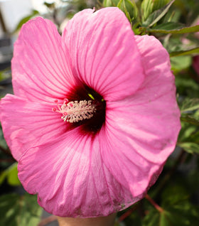 Hibiscus Summerific Candy Crush