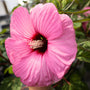 hibiscus candy crush pink flower