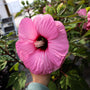 stunning cold-hardy hibiscus
