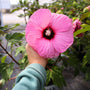 close up hardy hibiscus perennial